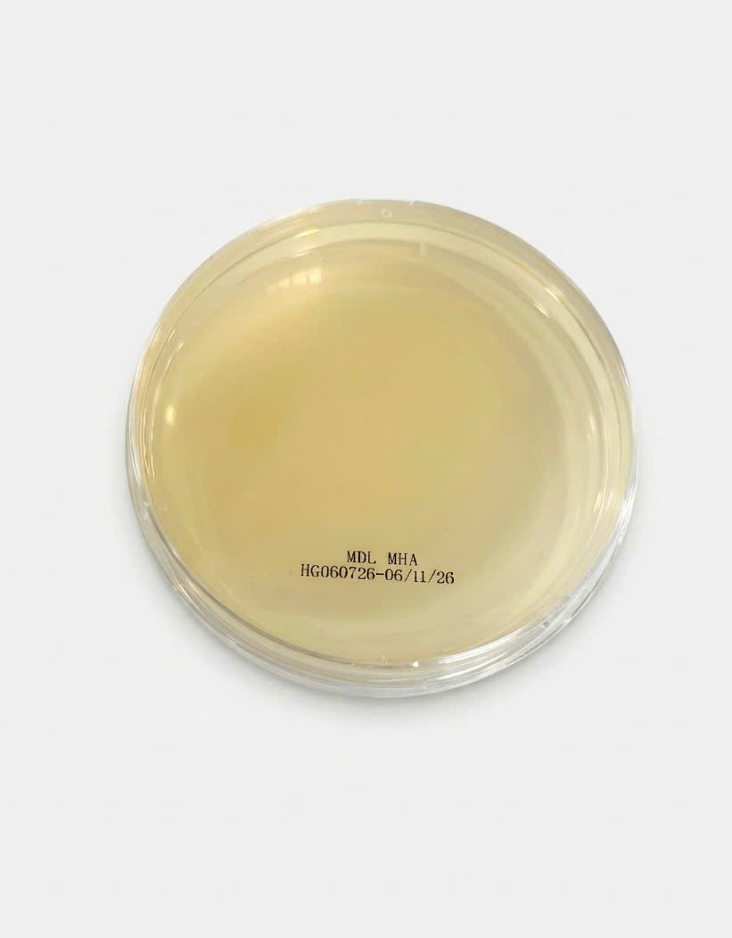 mdlasia.vn