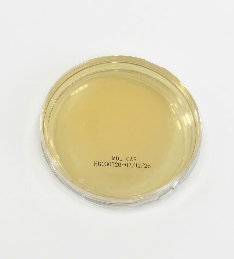 mdlasia.vn